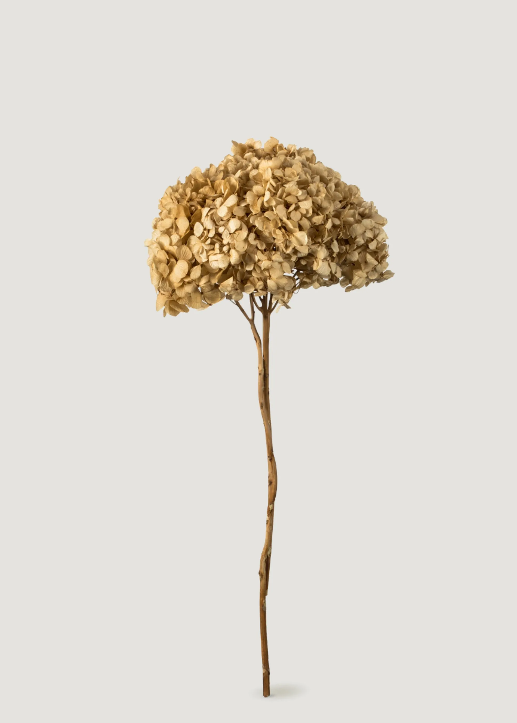 Preserved Hydrangea Flower in Ivory - 15-18"